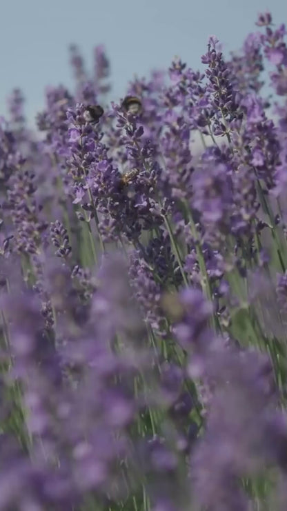 Lavender Essential Oil 30 ml